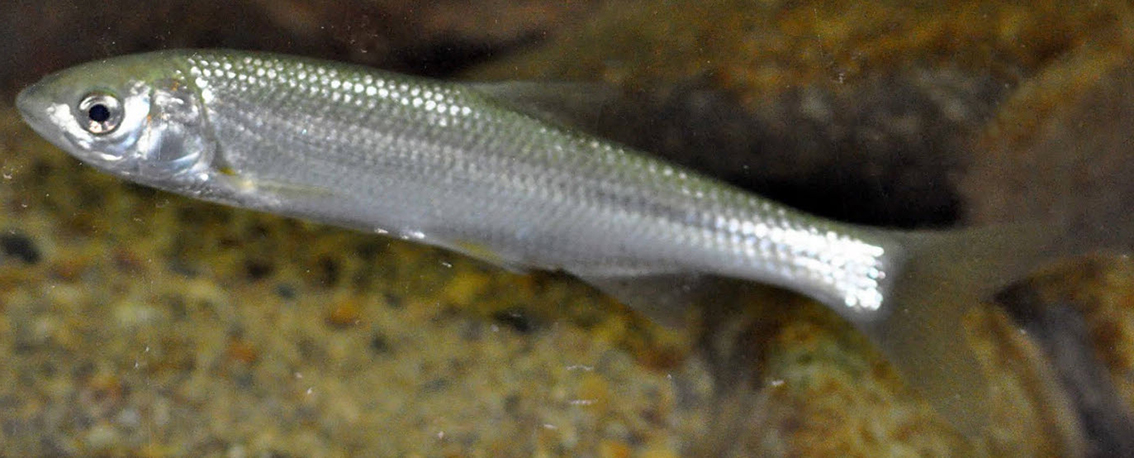 Parachondrostoma miegii_07.jpg